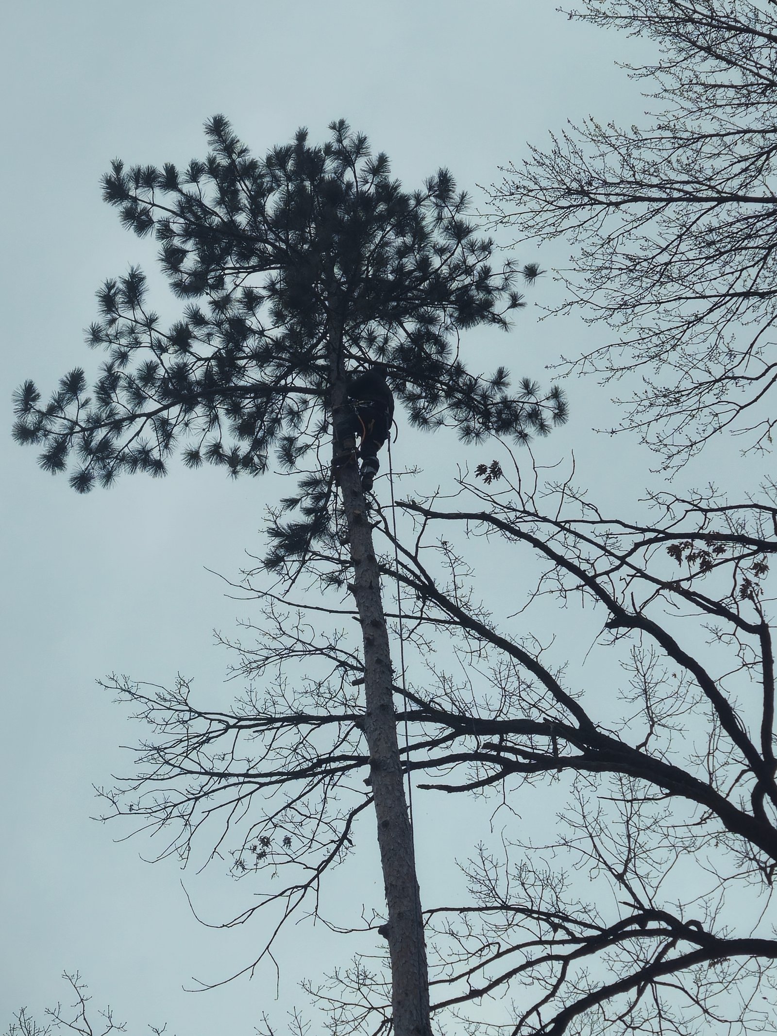 Remove Tree