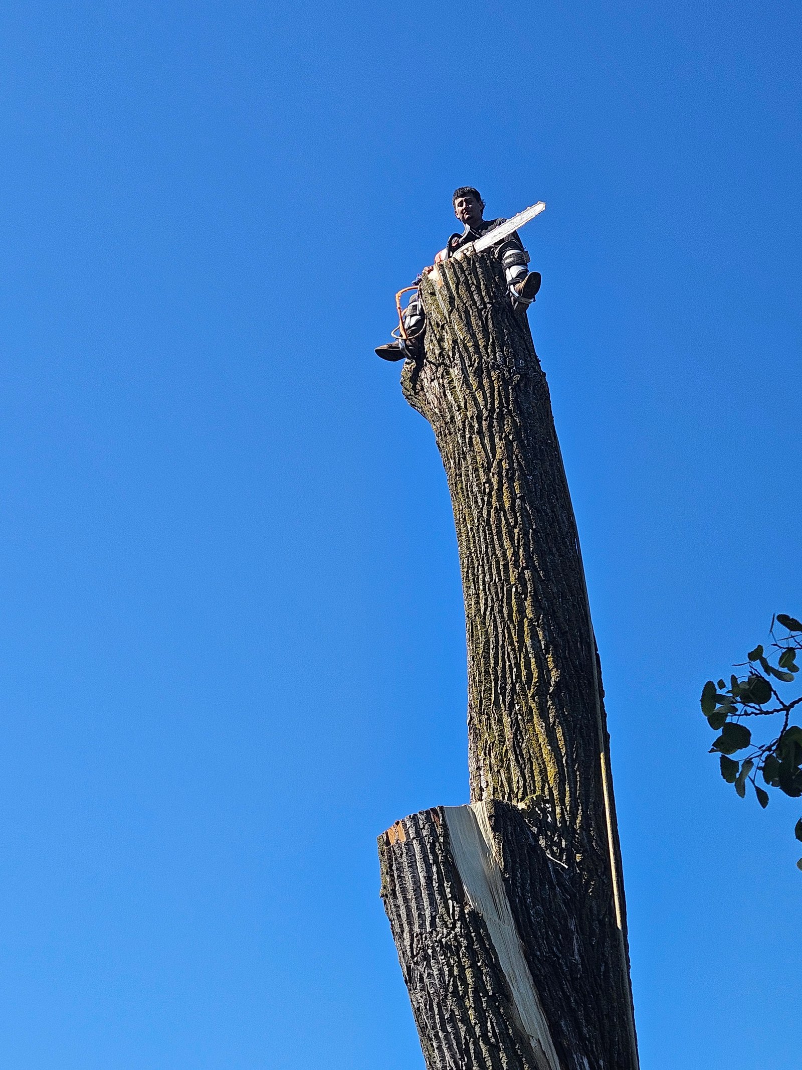 Remove Tree