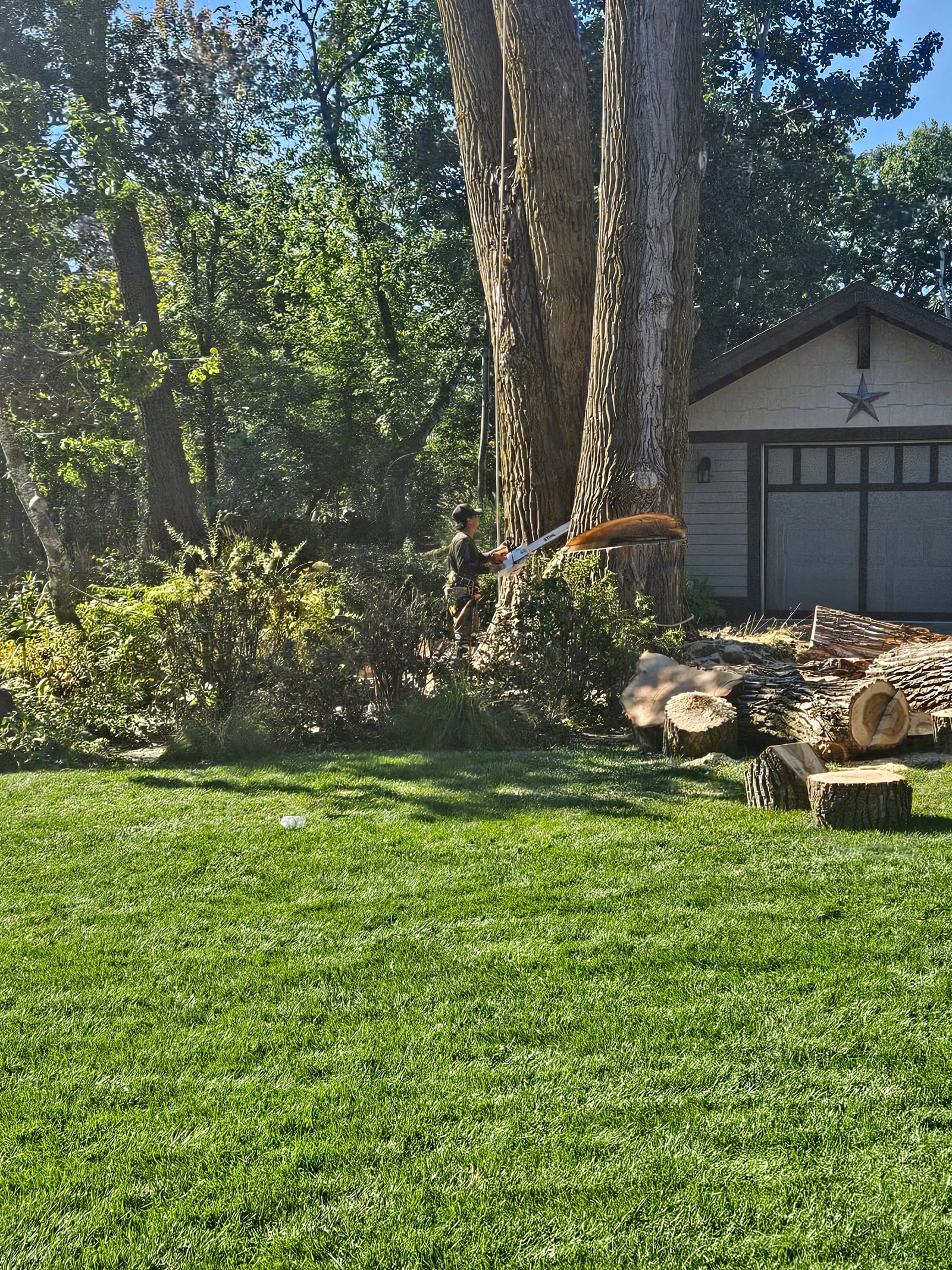 Remove Tree