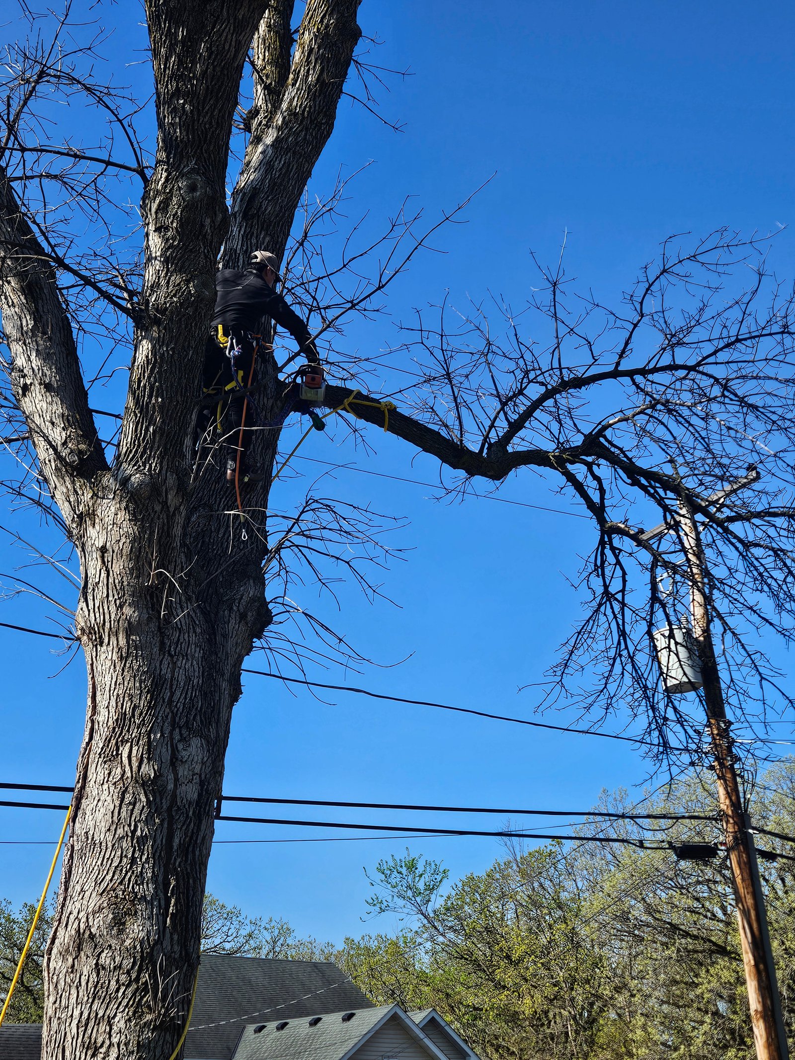 Remover árbol