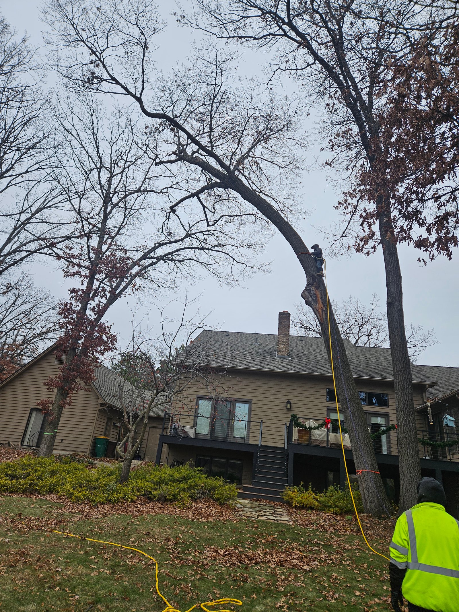 Remover árbol